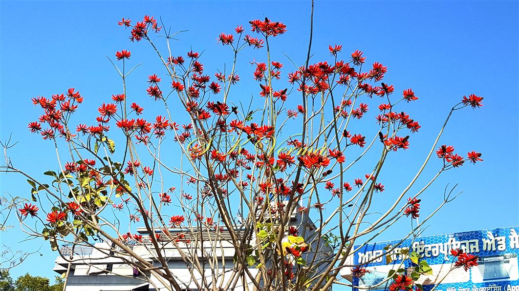  Plant in bloom